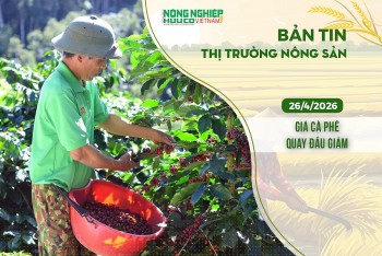 Thị trường nông sản 26/4/2026: Giá cà phê quay đầu giảm