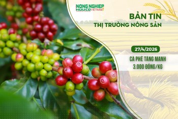 Thị trường nông sản 27/4/2026: Cà phê tăng mạnh 3.000 đồng/kg