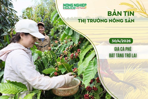 Thị trường nông sản 30/4/2026: Giá cà phê bật tăng trở lại
