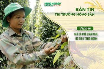 thi truong nong san 152026 gia ca phe giam nhe ho tieu tang manh