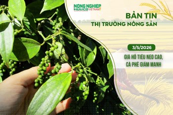 Thị trường nông sản 3/5/2026: Giá hồ tiêu neo cao, cà phê giảm mạnh
