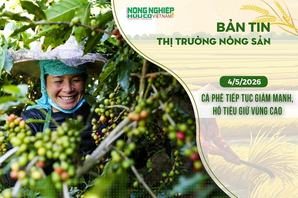 Thị trường nông sản 4/5/2026: Cà phê tiếp tục giảm mạnh, hồ tiêu giữ vùng cao