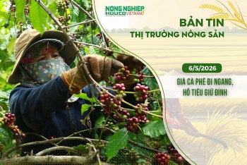 Thị trường nông sản 6/5/2026: Giá cà phê đi ngang, hồ tiêu giữ đỉnh