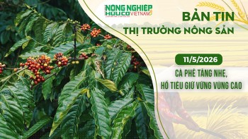 Thị trường nông sản 11/5/2026: Cà phê tăng nhẹ, hồ tiêu giữ vững vùng cao
