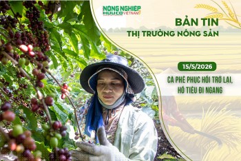 Thị trường nông sản 15/5/2026: Cà phê phục hồi trở lại, hồ tiêu đi ngang