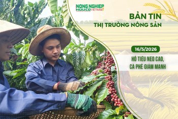 Thị trường nông sản 16/5/2026: Hồ tiêu neo cao, cà phê giảm mạnh