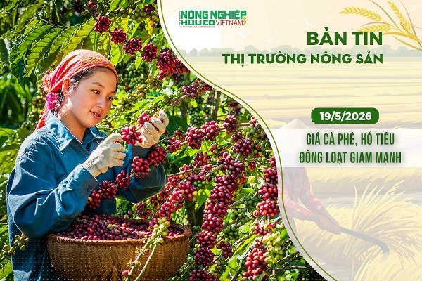 Thị trường nông sản 19/5/2026: Giá cà phê, hồ tiêu đồng loạt giảm mạnh