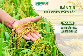 Thị trường nông sản 20/5/2026: Cà phê bật tăng, lúa gạo khởi sắc