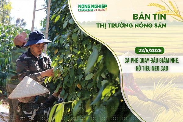 Thị trường nông sản 22/5/2026: Cà phê quay đầu giảm nhẹ, hồ tiêu neo cao