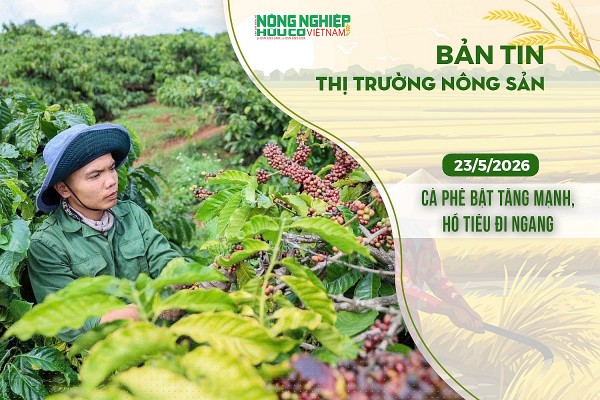 Thị trường nông sản 23/5/2026: Cà phê bật tăng mạnh, hồ tiêu đi ngang
