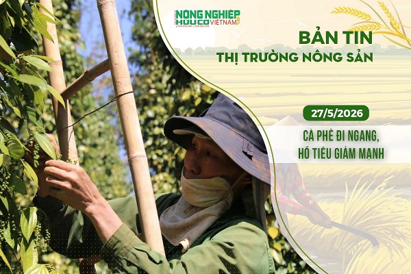 Thị trường nông sản 27/5/2026: Cà phê đi ngang, hồ tiêu giảm mạnh