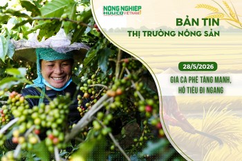Thị trường nông sản 28/5/2026: Giá cà phê tăng mạnh, hồ tiêu đi ngang