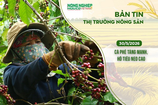 Thị trường nông sản 30/5/2026: Cà phê tăng mạnh, hồ tiêu neo cao