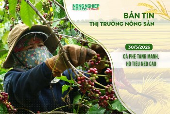 Thị trường nông sản 30/5/2026: Cà phê tăng mạnh, hồ tiêu neo cao