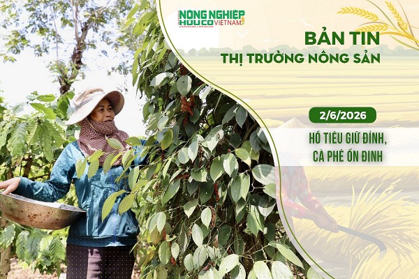Thị trường nông sản 2/6/2026: Hồ tiêu giữ đỉnh, cà phê ổn định