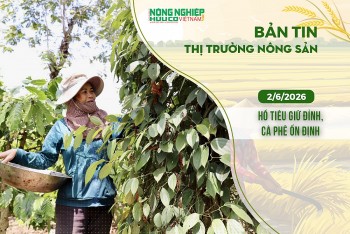 Thị trường nông sản 2/6/2026: Hồ tiêu giữ đỉnh, cà phê ổn định