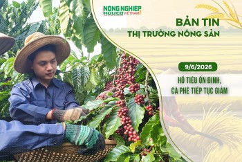 Thị trường nông sản 9/6/2026: Hồ tiêu ổn định, cà phê tiếp tục giảm