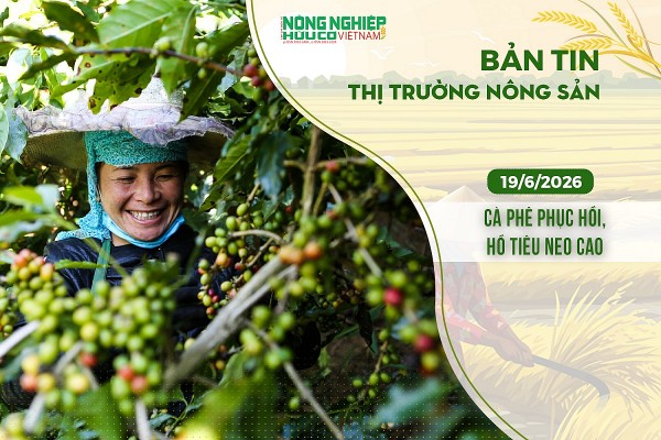 Thị trường nông sản 19/6/2026: Cà phê phục hồi, hồ tiêu neo cao