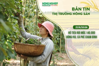 thi truong nong san 2162026 ho tieu roi moc 140000 dongkg ca phe cham dinh nhieu thang