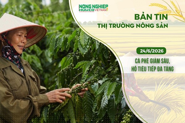 Thị trường nông sản 24/6/2026: Cà phê giảm sâu, hồ tiêu tiếp đà tăng