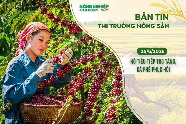 Thị trường nông sản 25/6/2026: Hồ tiêu tiếp tục tăng, cà phê phục hồi