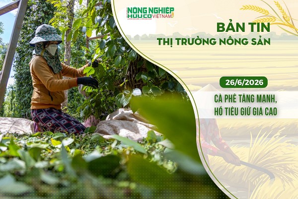 Thị trường nông sản 26/6/2026: Cà phê tăng mạnh, hồ tiêu giữ giá cao