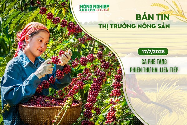 Thị trường nông sản 17/7/2026: Cà phê tăng phiên thứ hai liên tiếp