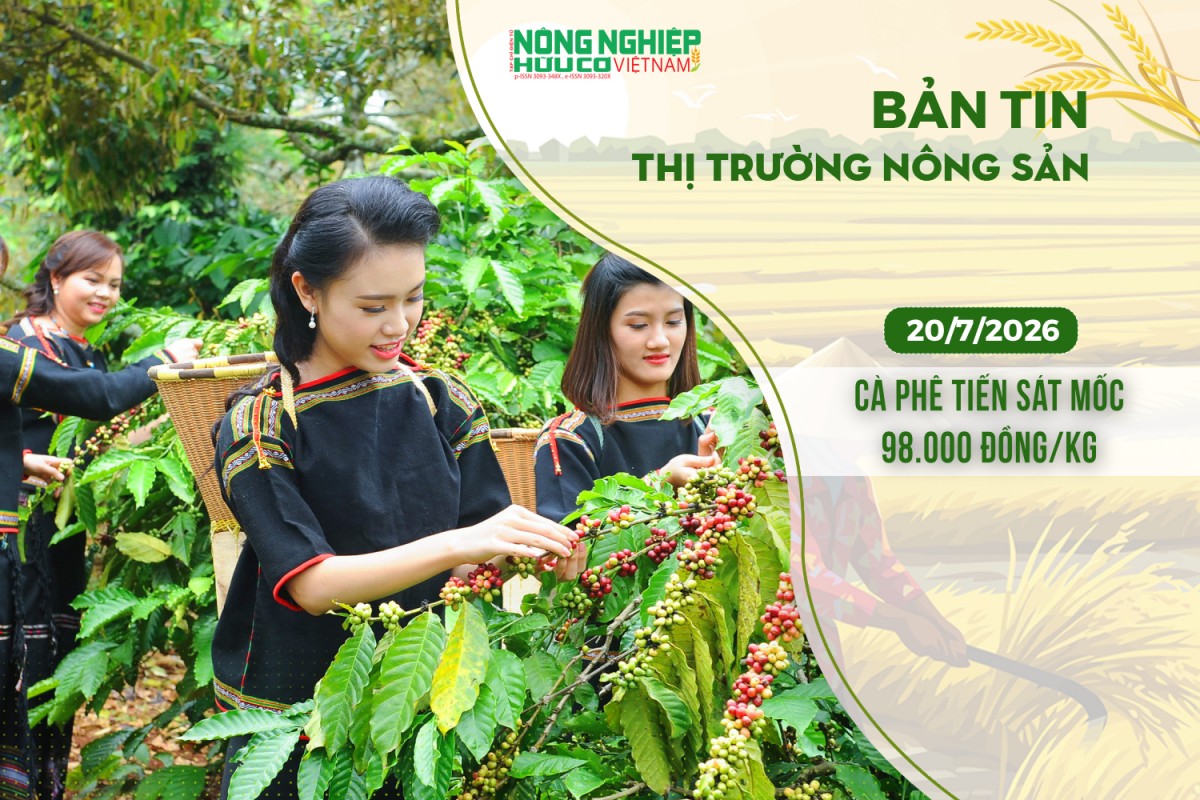 thi truong nong san 2072026 ca phe tien sat moc 98000 dongkg
