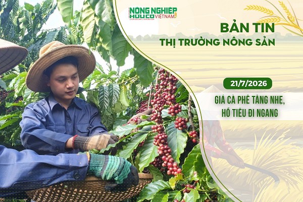 Thị trường nông sản 21/7/2026: Giá cà phê tăng nhẹ, hồ tiêu đi ngang