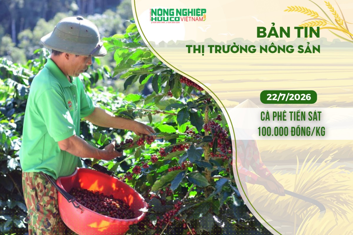 thi truong nong san 2272026 ca phe tien sat 100000 dongkg