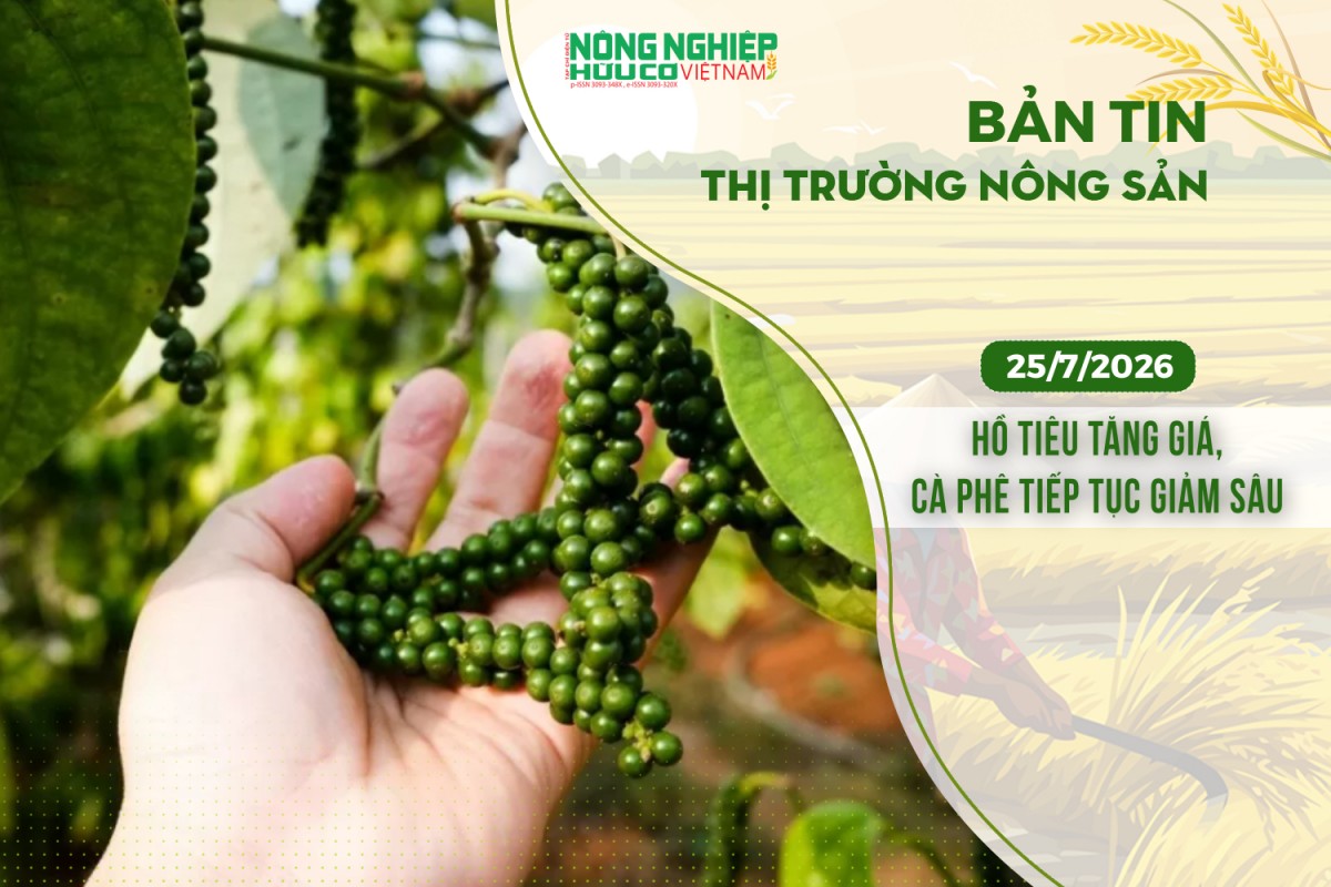 thi truong nong san 2572026 ho tieu tang gia ca phe tiep tuc giam sau