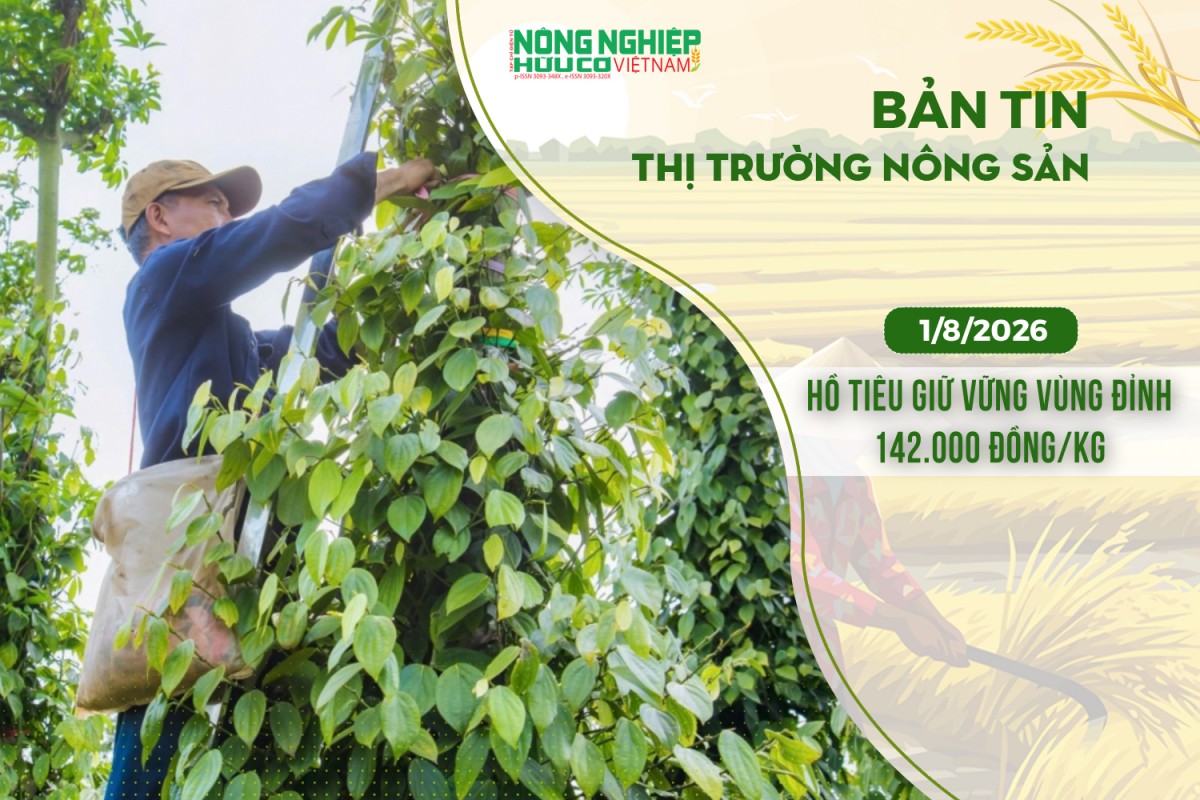 thi truong nong san 182026 ho tieu giu vung vung dinh 142000 dongkg