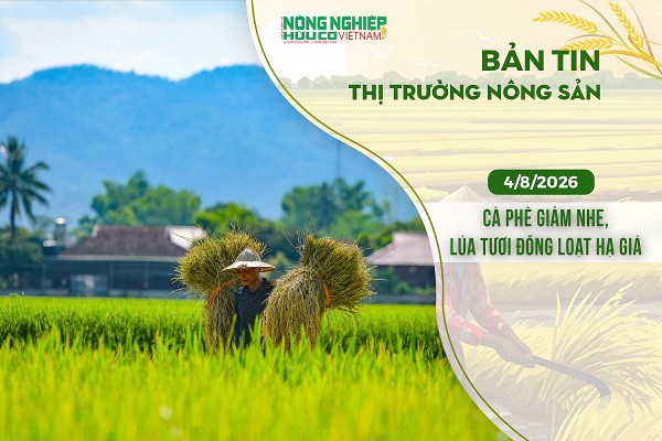 Thị trường nông sản 4/8/2026: Cà phê giảm nhẹ, lúa tươi đồng loạt hạ giá
