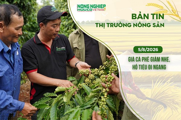 Thị trường nông sản 5/8/2026: Giá cà phê giảm nhẹ, hồ tiêu đi ngang