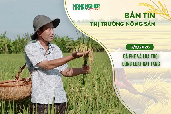 Thị trường nông sản 6/8/2026: Cà phê và lúa tươi đồng loạt bật tăng