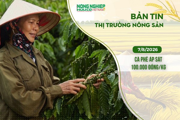 Thị trường nông sản 7/8/2026: Cà phê áp sát 100.000 đồng/kg