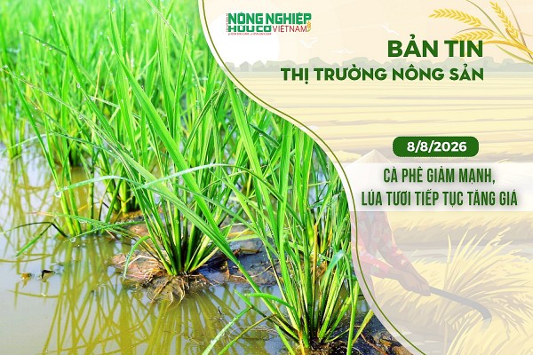 Thị trường nông sản 8/8/2026: Cà phê giảm mạnh, lúa tươi tiếp tục tăng giá