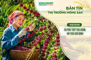 thi truong nong san 982026 ca phe tiep tuc giam ho tieu giu dinh