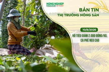 Thị trường nông sản 10/8/2026: Hồ tiêu giảm 2.000 đồng/kg, cà phê neo cao