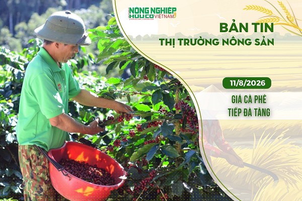 Thị trường nông sản 11/8/2026: Giá cà phê tiếp đà tăng