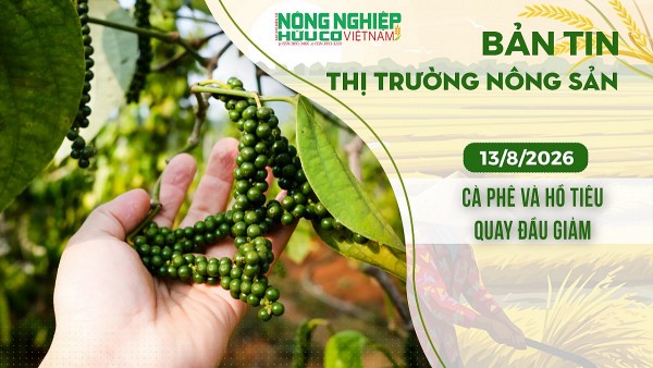 Thị trường nông sản 13/8/2026: Cà phê và hồ tiêu quay đầu giảm