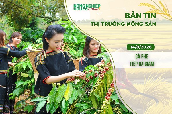 Thị trường nông sản 14/8/2026: Cà phê tiếp đà giảm