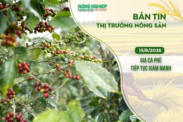 Thị trường nông sản 15/8/2026: Giá cà phê tiếp tục giảm mạnh