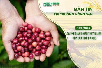 Thị trường nông sản 16/8/2026: Cà phê giảm phiên thứ tư liên tiếp, lúa tươi hạ nhẹ