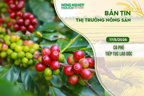 Thị trường nông sản 17/8/2026: Cà phê tiếp tục lao dốc