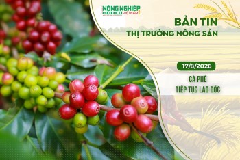 Thị trường nông sản 17/8/2026: Cà phê tiếp tục lao dốc