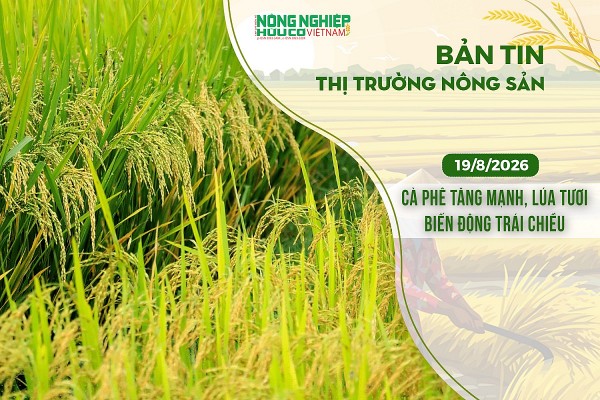 Thị trường nông sản 19/8/2026: Cà phê tăng mạnh, lúa tươi biến động trái chiều