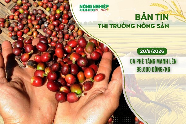 Thị trường nông sản 20/8/2026: Cà phê tăng mạnh lên 98.500 đồng/kg