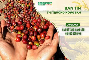 Thị trường nông sản 20/8/2026: Cà phê tăng mạnh lên 98.500 đồng/kg
