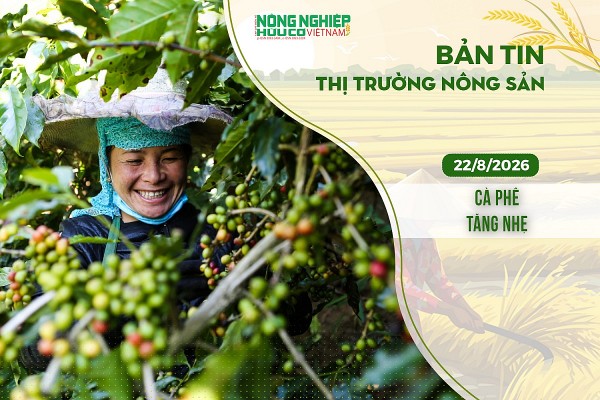 Thị trường nông sản 22/8/2026: Cà phê tăng nhẹ